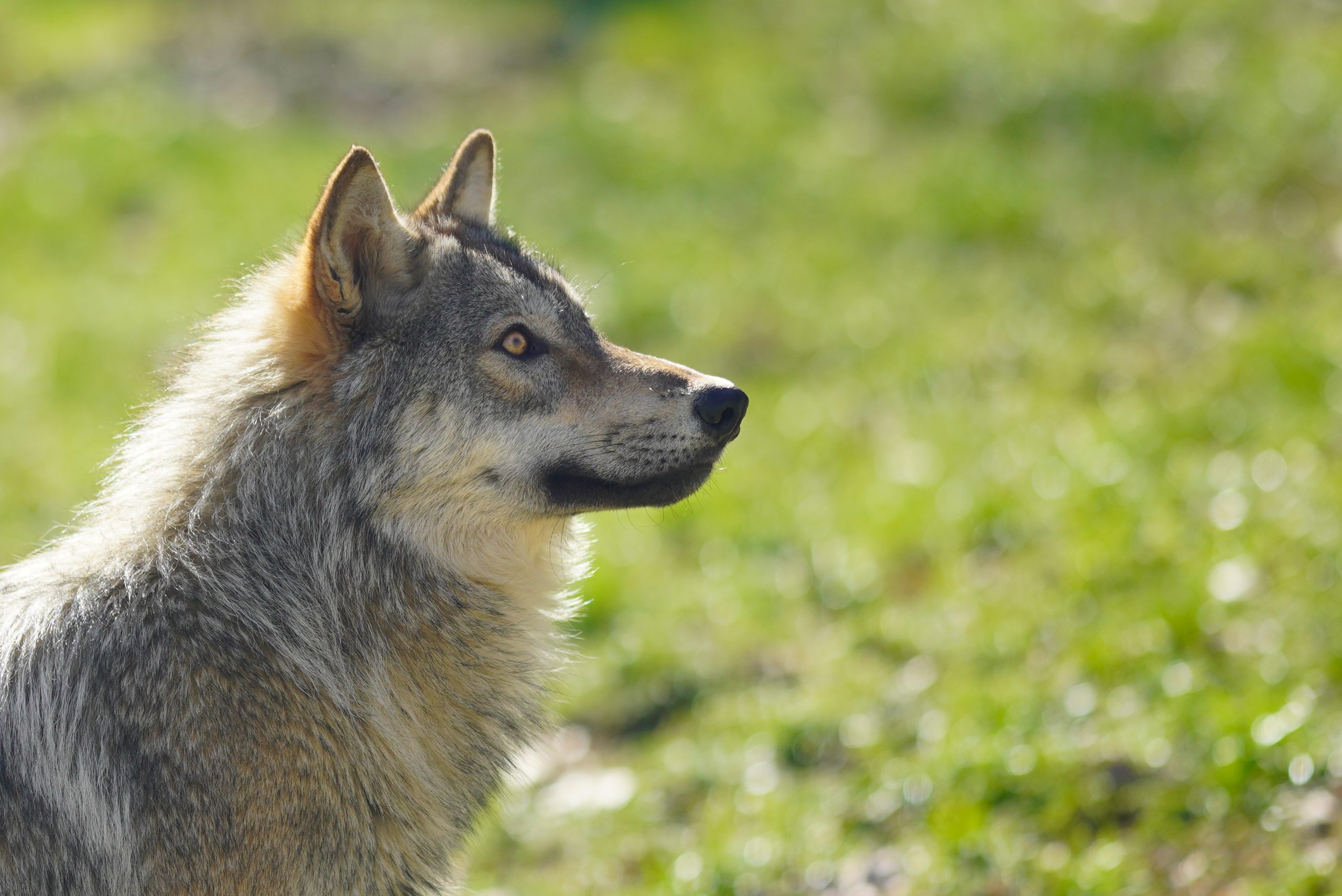 Loup - Parc du Thot @Semitour